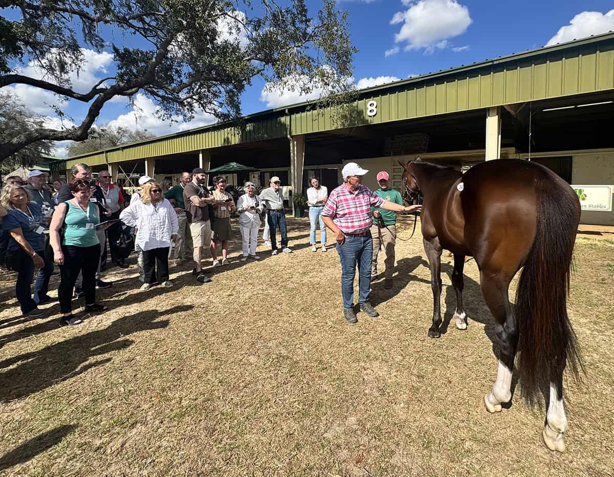 A crowd observes a bay Thoroughbred during the 2026 Pedigree and Conformation Clinic, sponsored by the Florida Thoroughbred Breeders’ and Owners’ Association, taking place on the OBS Sale grounds during the 2026 March Two-Year-Olds in Training auction. (Photo Courtesy: TOBA)