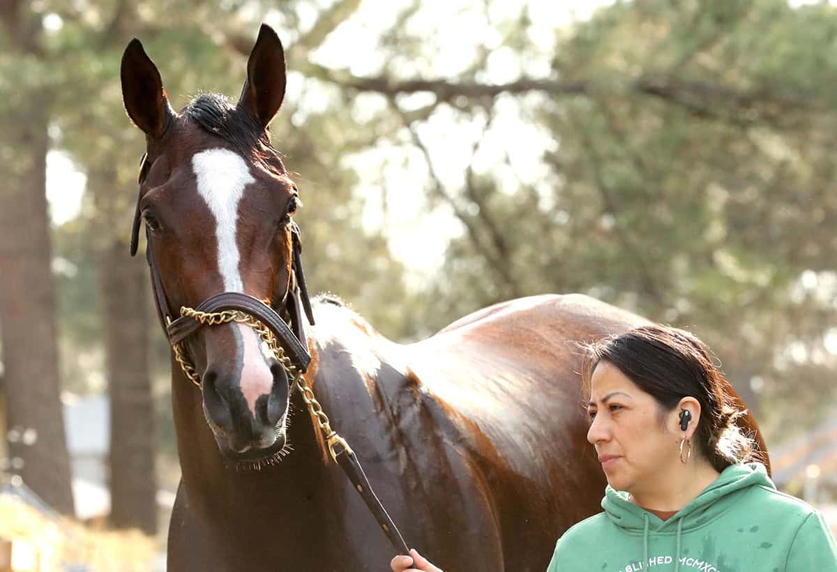 Florida-bred Thoroughbred Taken by the Wind is lead forward in the direction of the camera person. Her ears are pricked and head tilted as she looks curiously toward the camera. She’s framed by the sunlight glowing behind her. (©Renee Torbit/Coady Media)