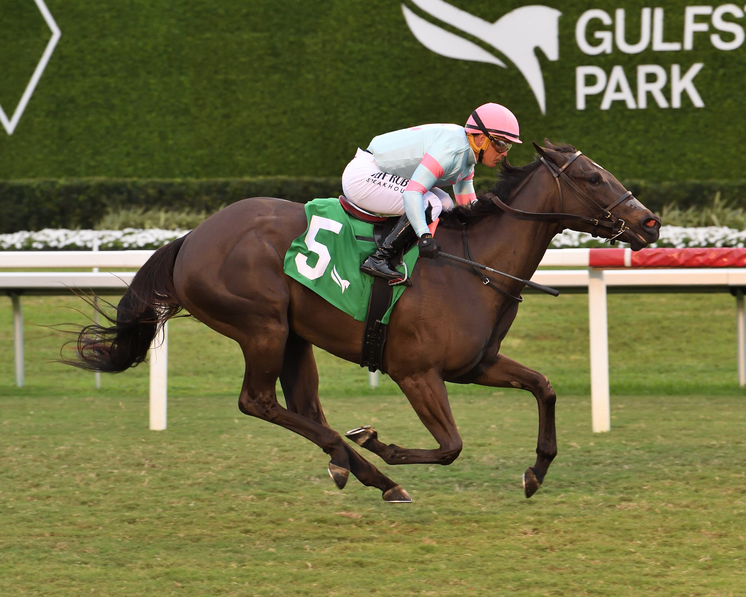 Florida-bred Thoroughbred Midnight Martini and jockey Javier Castellano gallop strong to the wire at Gulfstream Park, wiring Midnight Martini’s maiden win on January 30, 2026. (Photo: ©Adam Coglianese)