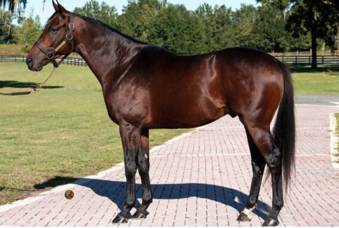 Thoroughbred Mr Fisk stands square for a photo on a sunny day at his resident Pleasant Acres Farm in Florida. The stallion’s ears are pricked, focusing on something out of frame of the camera. Wood fenced paddocks stretch out into the background behind him. (Photo: ©Louise Reinagel)