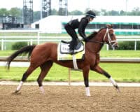 Thoroughbred Renegade exercises at Churchill Downs. (Photo: ©Cady Coulardot/Coady Media)