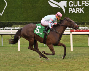 Florida-bred Thoroughbred Midnight Martini and jockey Javier Castellano gallop strong to the wire at Gulfstream Park, wiring Midnight Martini’s maiden win on January 30, 2026. (Photo: ©Adam Coglianese)