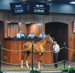 Hip 576, a Thoroughbred colt by Cyberknife, stands in the middle of the Ocala Breeders’ Sales Co wood-paneled auction. Above the colt’s head, a large sign features his lineage and final sale price, $1,200,000. (Photo: ©Judit Seipert)