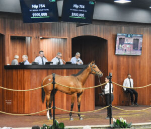 Hip 754, a filly by McKinzie, stands in the middle of the Ocala Breeders’ Sales Co wood-paneled auction, raising her head high to better observe the surrounding crowd. Above the filly’s had, a sign flashes her information and sale price, “$900,000.” (Photo: ©Judit Seipert)