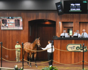 Hip 1188, a Florida-bred colt by Epicenter, stands to the side of the Ocala Breeders’ Sales Co wood-paneled auction. In the middle of the ring, a screen flashes the colt’s information, and his final sale price, “260,000.” (Photo: ©Judit Seipert)