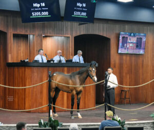 A Florida-bred colt by Nashville stands calmly in the middle of the Ocala Breeders’ Sales Co wood-paneled auction. His ears are pricked forward as he stands quietly next to the person who led him into the auction ring. Above them, a screen reads, “Hip 16, 24 C. Nashville - Peisinoe, $205,000.” (Photo: ©Judit Seipert)