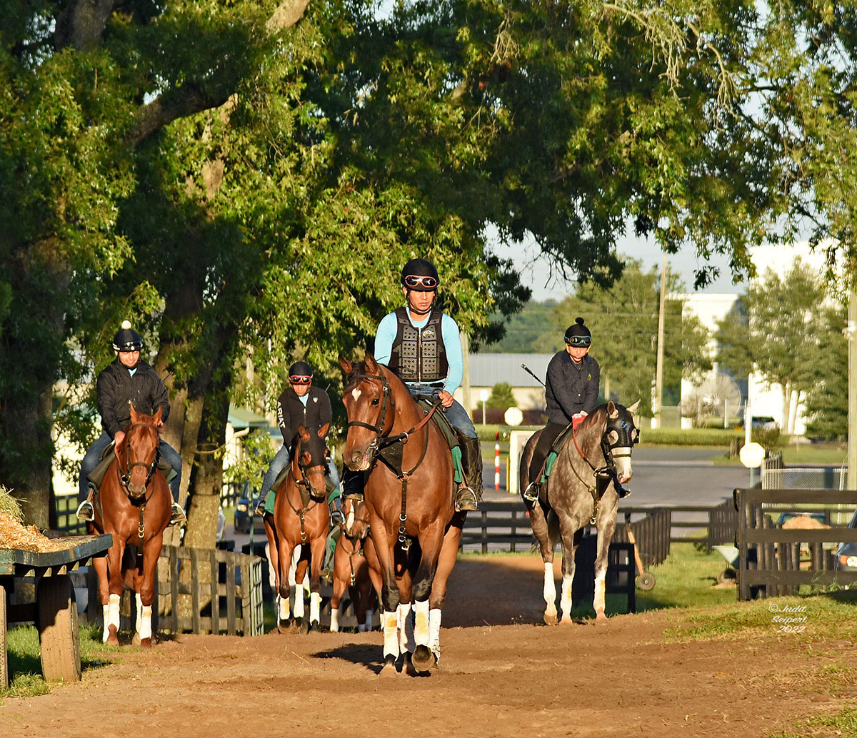 A group of Thoroughbreds are ridden up a slight hill, heading in the direction of their morning workout (and the camera). Morning light shines off the horses as they walk underneath the large trees that frame their path. (Photo: ©Judit Seipert)