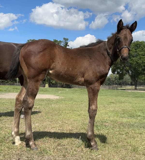 A young bay colt turns to look towards the camera, his fluffy ears pricked with interest at the presumed camera person. Behind him, his dam, More Glory, grazes peacefully against a backdrop of Florida oak trees and pastures that stretch into the background. (Photo by Liz Wilson)