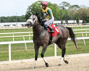 Florida-bred Maykomotion is guided by jockey John Velazquez as they trot down the track together after winning the 2026 Ocala Breeders’ Sales Sophomore by two lengths on Florida Cup Day at Tampa Bay Downs.