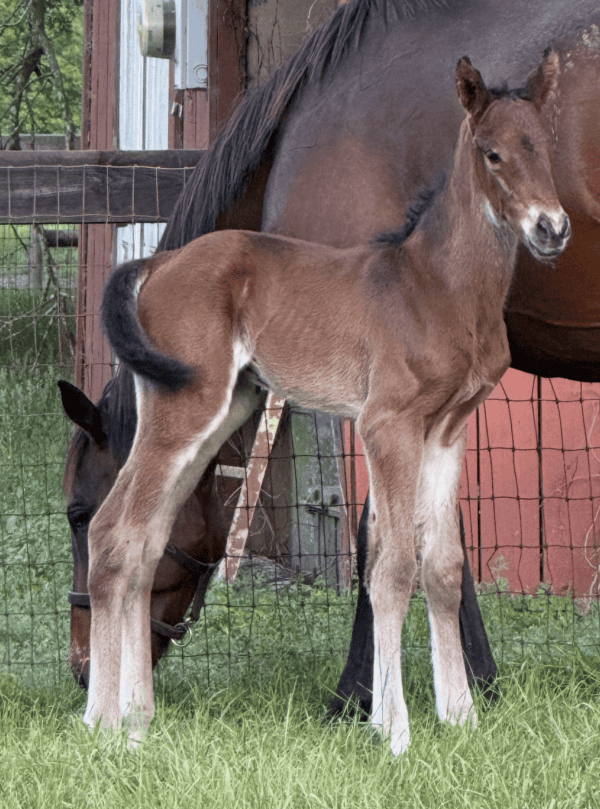 A Florida-bred foal stands tall next to their dam, Hardspun Woman, ears pricked forward as their tiny tail swishes. Hardspun Woman grazes peacefully next to their pasture fence, unbothered, while the little bay foal stands bravely on guard. (Photo courtesy Norman Dellheim)