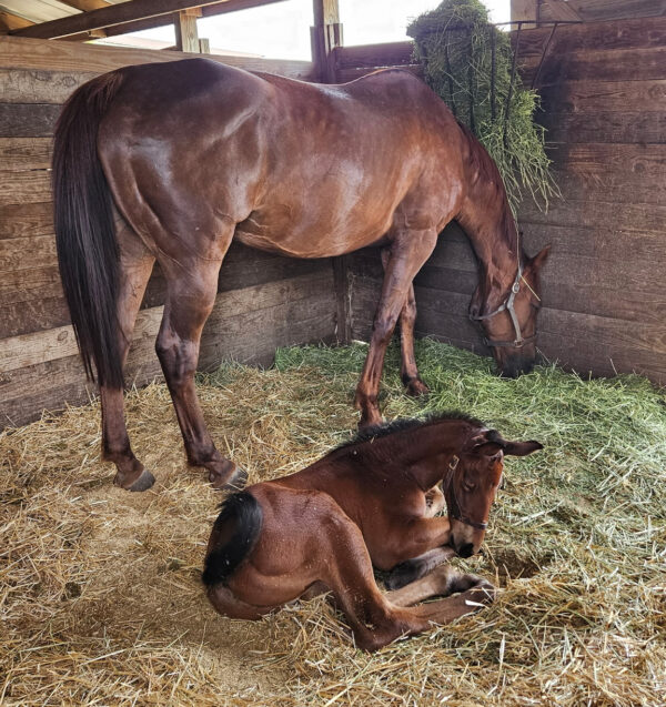 Photo of a very sleepy Florida-bred colt by Adios Charlie. The colt is curled up in the middle of a stall next to his dam, Hunter Grace, who munches on hay. The colt appears to have tried to stay awake, but ultimately tuckered out so much that his muzzle rests on the ground while he snoozes. (Photo by Michelle Landry.)