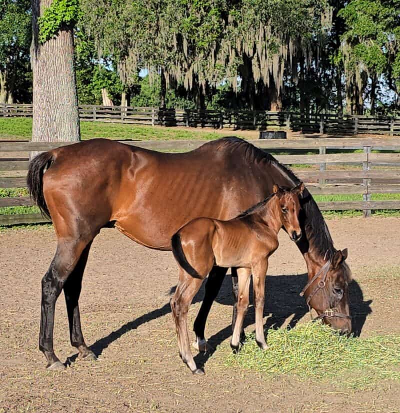 A bay Florida-bred colt sticks close to his dam, Hardcore Candy, while she grazes on some hay in their pasture. The foal looks over his shoulder towards the camera, tiny tail swishing. (Photo by Christine Fekay)