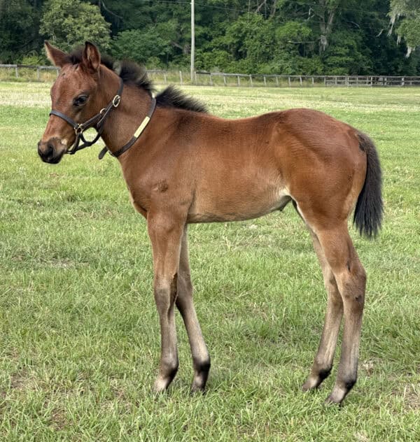 A Florida-bred filly stands in the middle of a pasture, head turned slightly towards as she stands relaxed. The filly’s bay mane is fluffed up, poking out from under the tiny leather halter and neckrope she wears. (Photo courtesy Liz Wilson)
