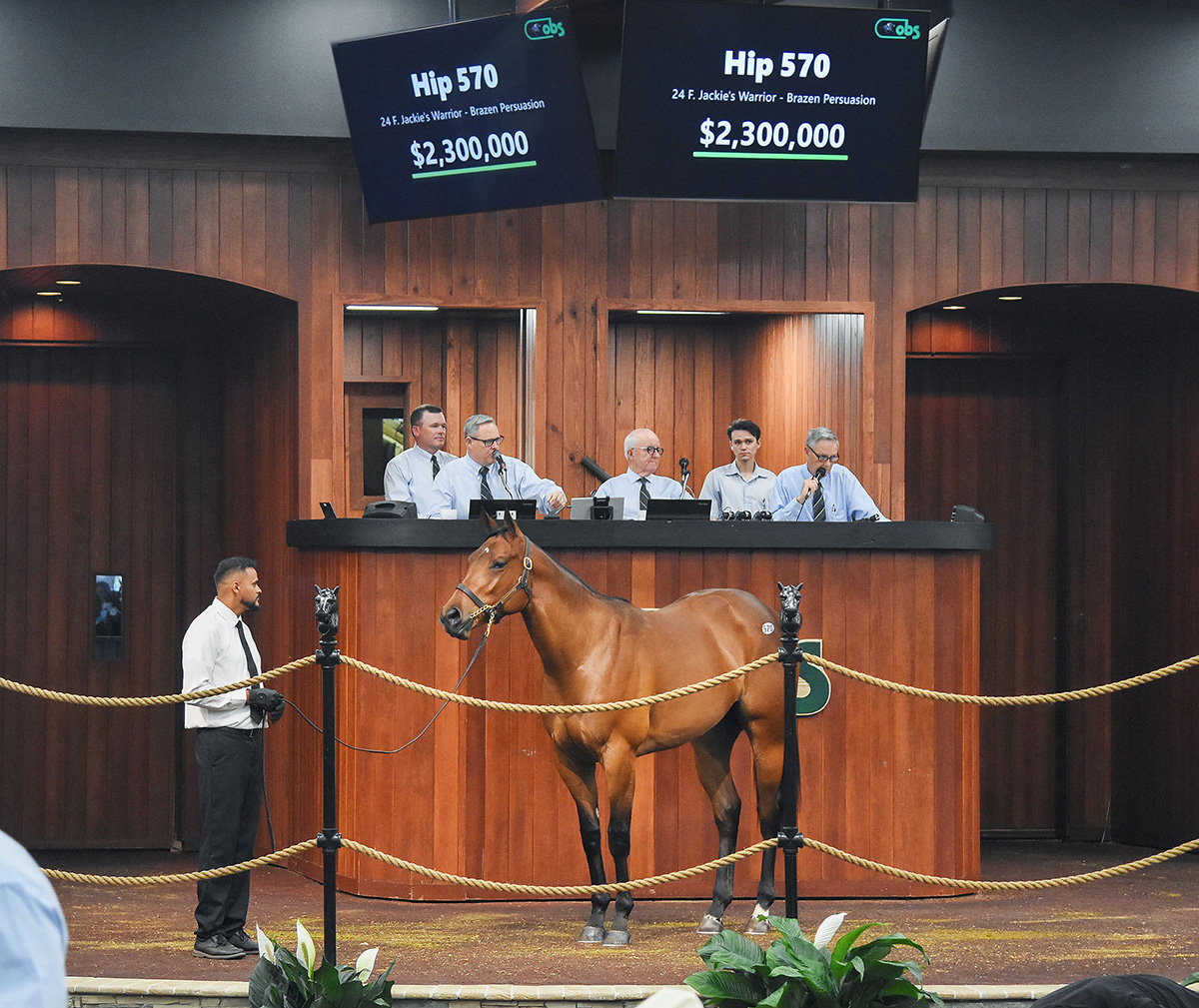 Hip 570, a Thoroughbred filly by Jackie’s Warrior, stands in the middle of the Ocala Breeders’ Sales Co wood-paneled auction. Above the filly’s head, a large sign features her lineage and final sale price, $2,300,000. (Photo: ©Judit Seipert)