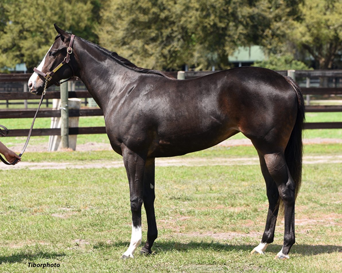 A Florida-bred filly by Golden Pal stands square for a photo, the background of wood-fenced paddocks and trees blurred out slightly behind her. The filly’s ears are pricked, listening to the person holding her lead. (Photo: ©Tiborphoto)