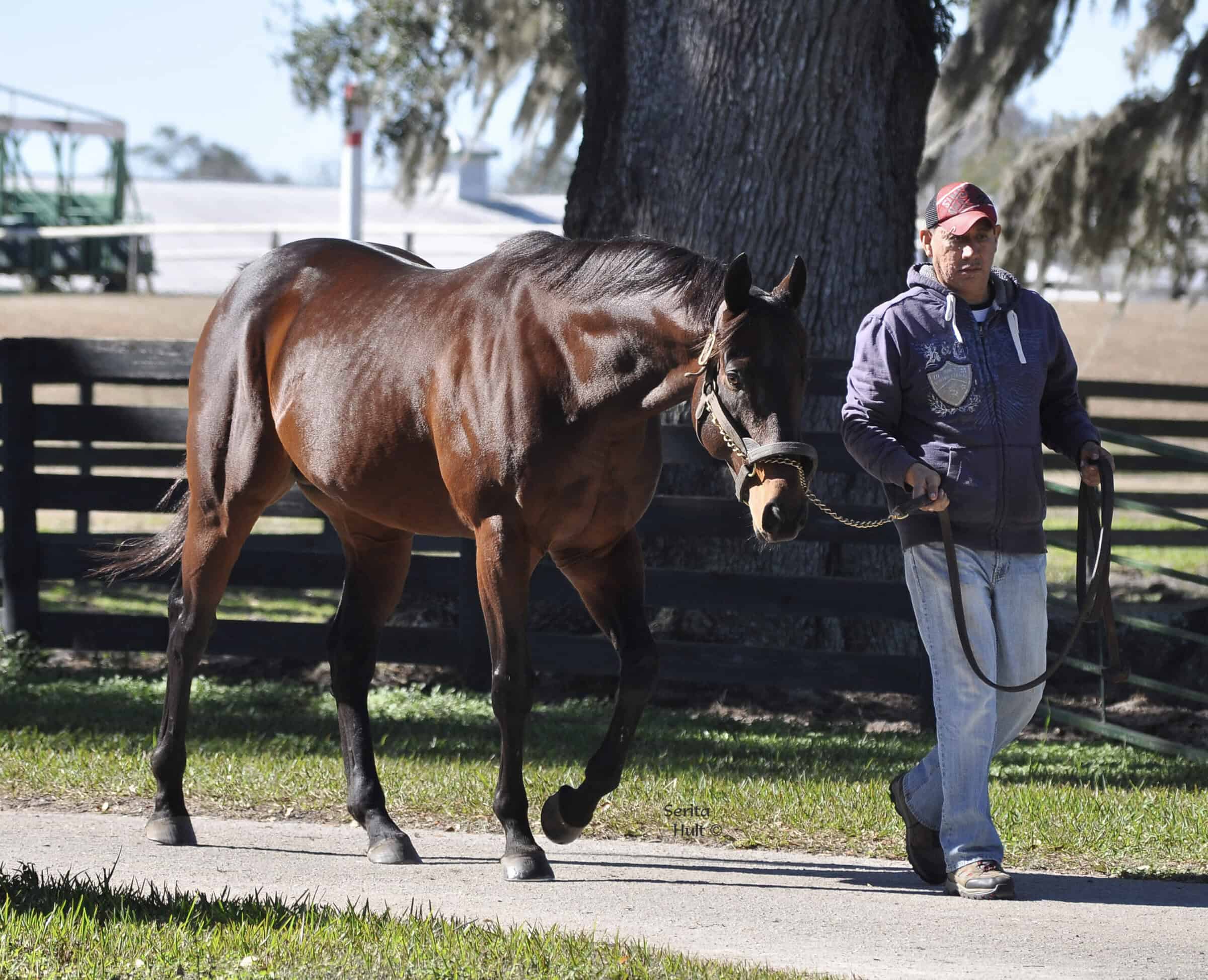 Florida-bred stallion Adios Charlie is led down a path, walking patiently alongside the person leading him. His ears are flicked forward in interest, and his bay coat glows in the Florida sunshine, filtered by the big oak tree in the background of the photo. (Photo by ©Serita Hult)
