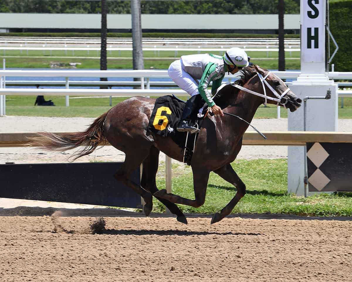Florida-bred Thoroughbred Boots, ridden by jockey Samy Camacho gallops to the wire, winning the first race of the 2026 season for 2-year-olds at Gulfstream Park. (Photo: ©Ryan Thompson)