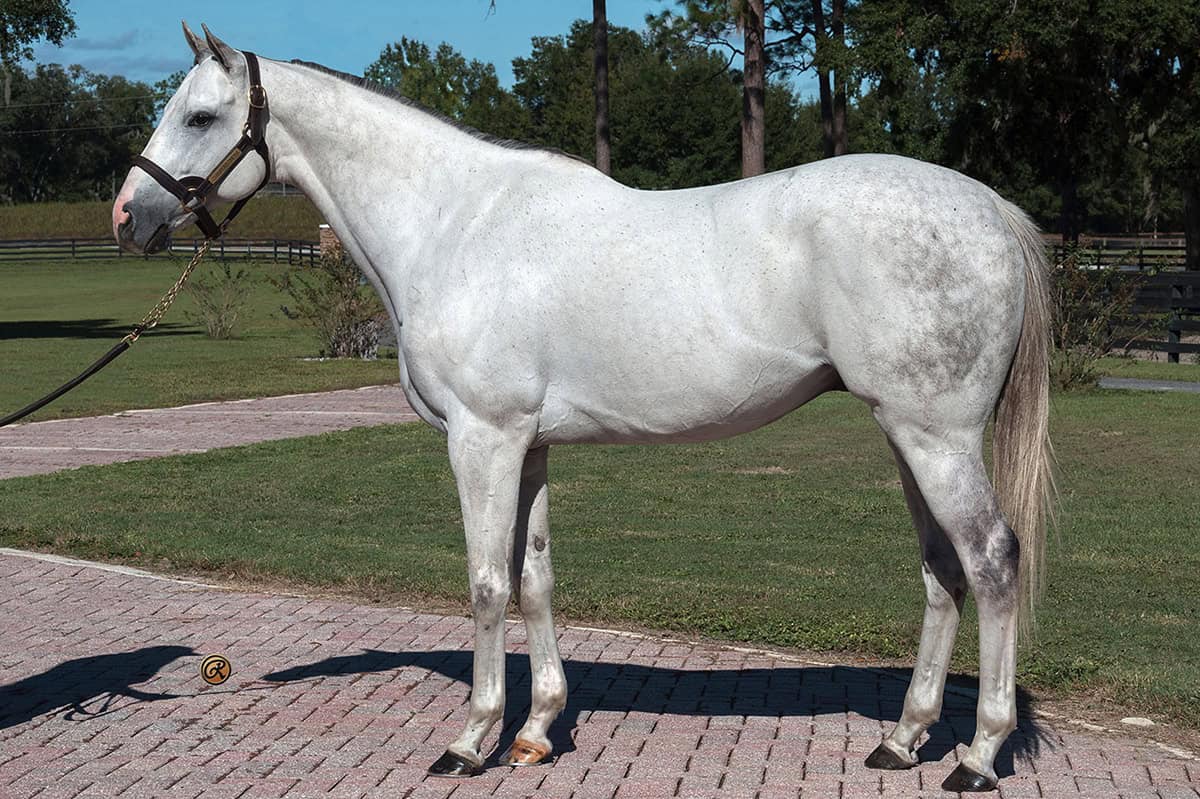 Grey Thoroughbred stallion Champions Dream stands square for a photo on a sunny Florida day. He stands relaxed, gazing at something out of frame, while pastures and the path he stands on stretch out into the background. (Photo: ©Louise Reinagel)