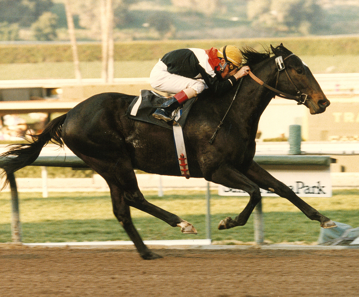 Florida-bred Concept Win and jockey Gary Stevens gallop to the wire to win the 1994 Palos Verdes (G3) at Santa Anita Park. (©Benoit)