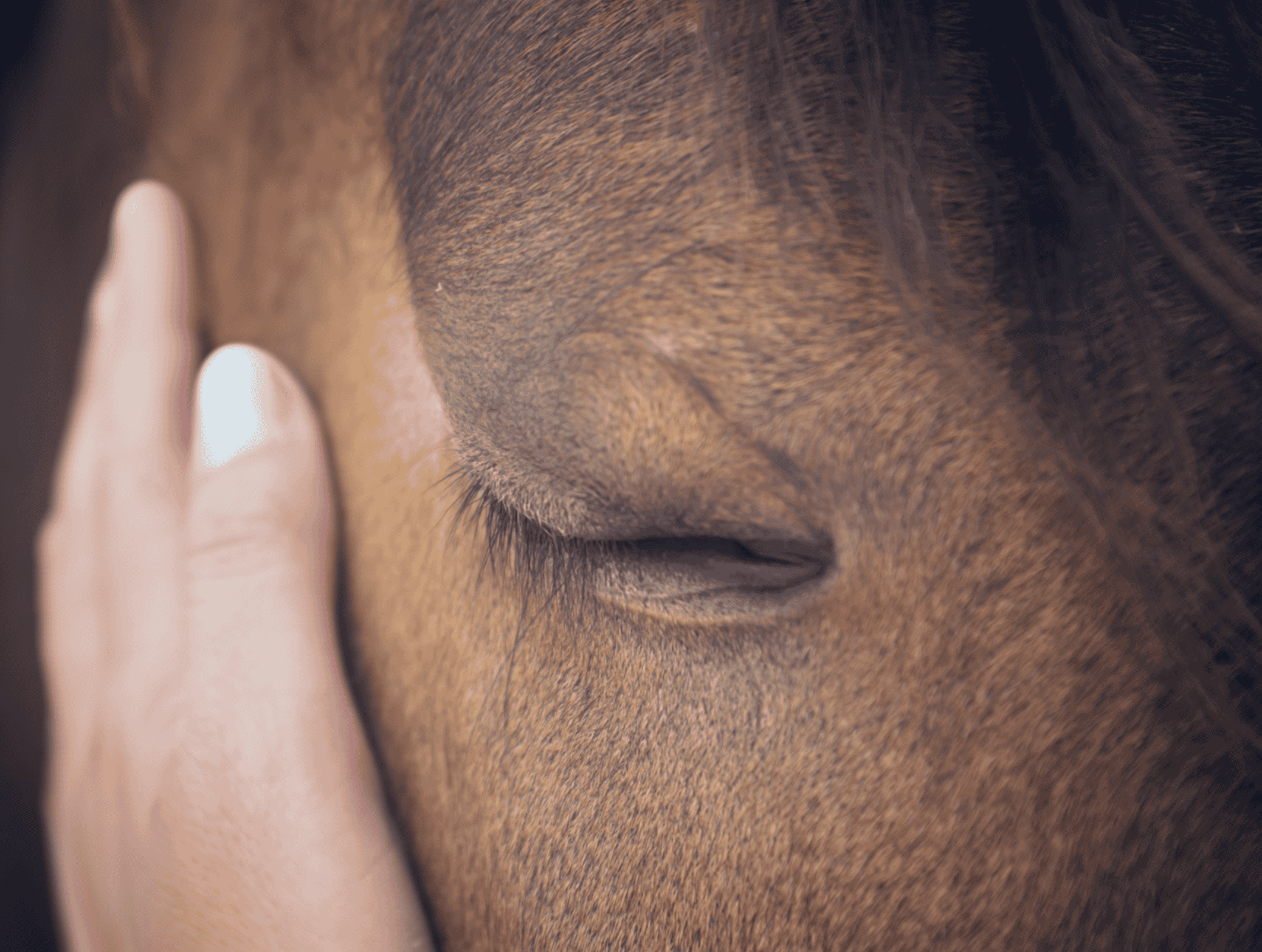 Closely cropped photo of a hand cradling a horse’s cheek. The horse leans into the touch, closing their eye in a sign of trust and comfort. (Photo Courtesy of the UF Veterinary Medicine’s Website)