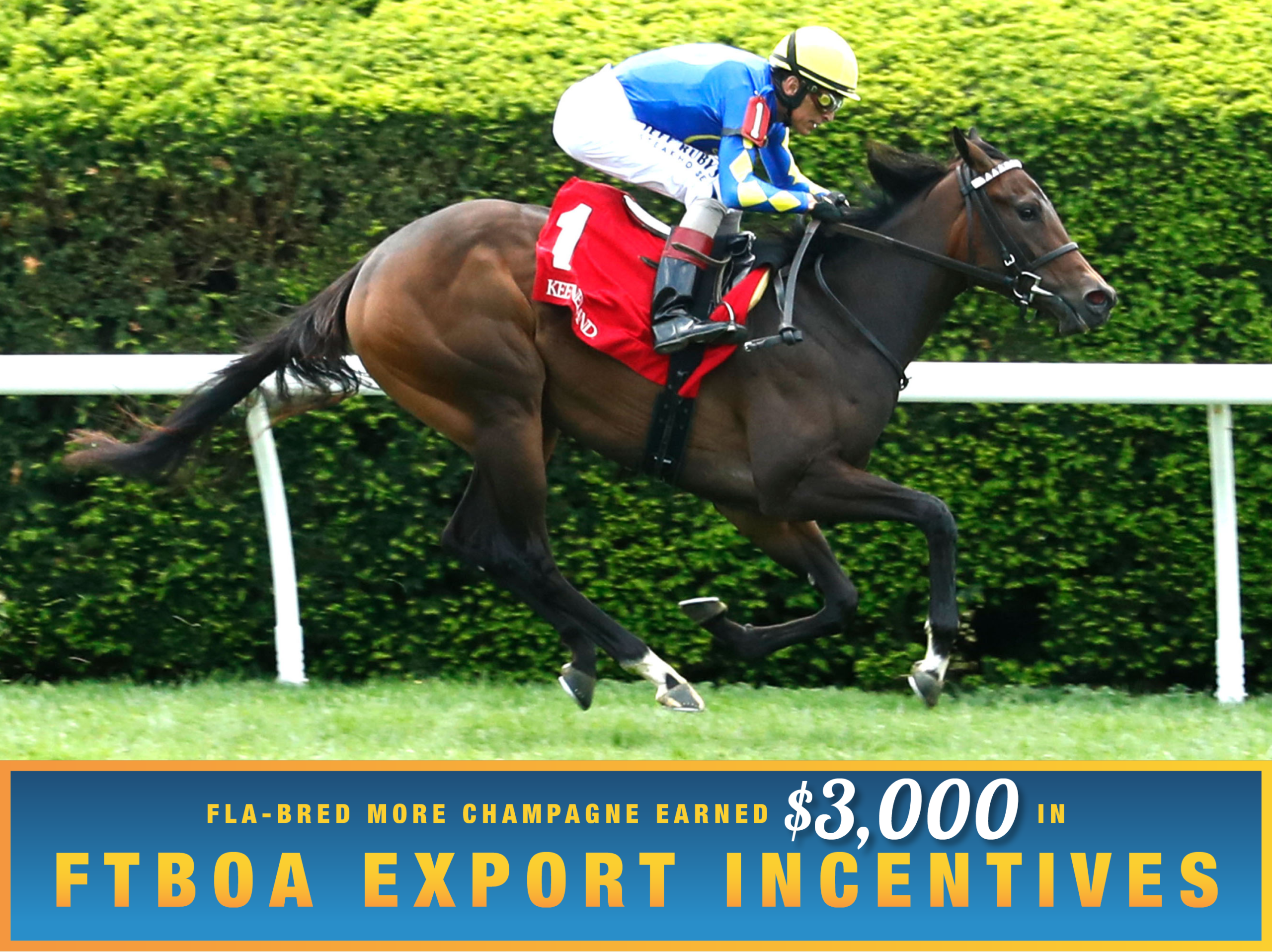 Florida-bred Thoroughbred More Champagne and Hall of Fame jockey John Velazquez gallop to the wire unchallenged on April 24, 2026 at Keeneland, wiring a maiden special weight. (Photo: ©Coady Media) Beneath the photo, a light blue to dark blue gradient stretches across the width, outlined in an orange to yellow faded frame. The text in the frame reads, “Fla-Bred More Champagne Earned $3,000 in FTBOA Export Incentives.” All the text is sans serif, all capitalized in bright orange, except for “$3,000” which is in a white shadowed script.