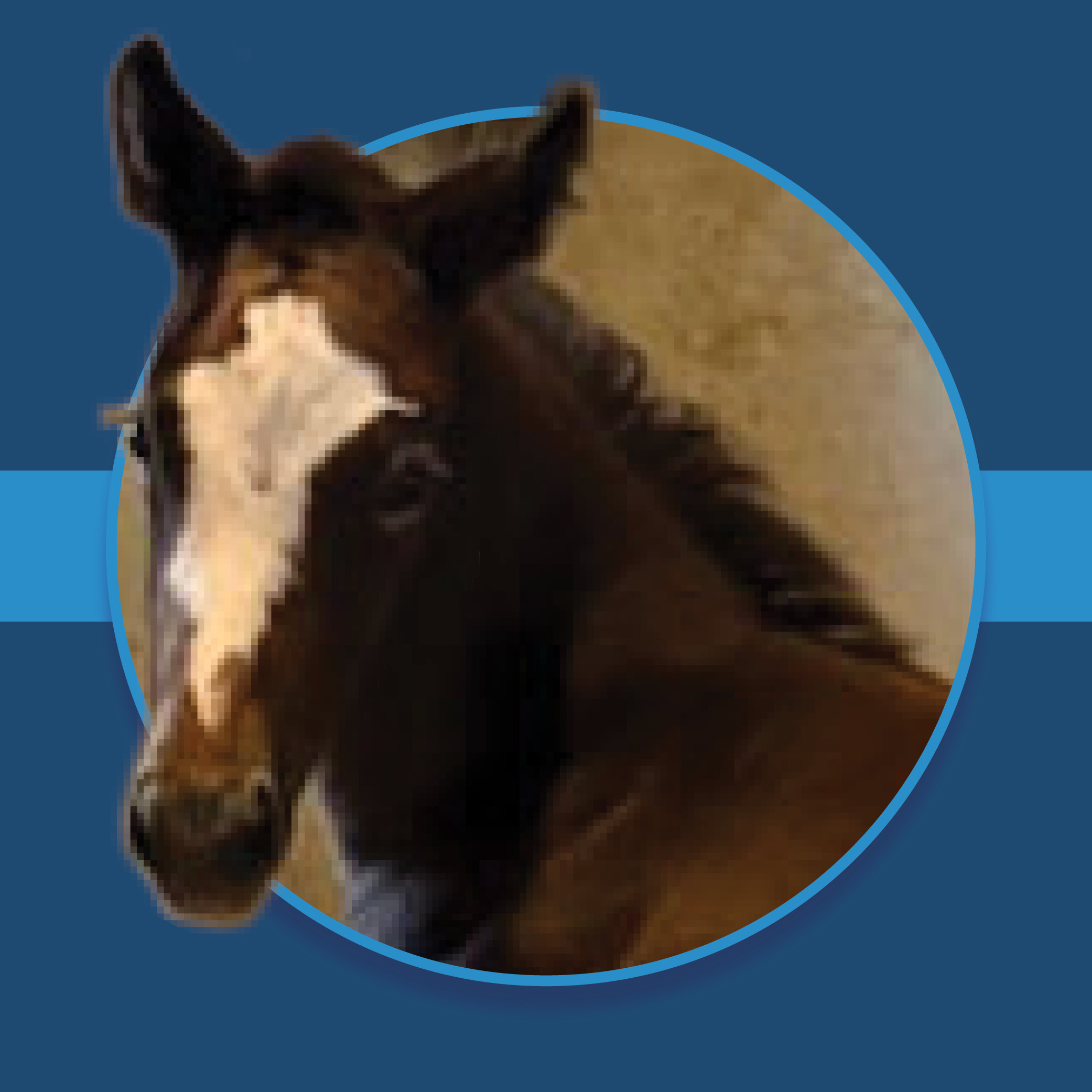A dark blue square graphic that features a headshot of a Florida-bred filly by Win Win Win. The foal’s photo is based on a circular frame outlined by light blue, and her nose and left ear overlap the edge of the frame, creating a 3d effect that is emphasized by shadowing underneath the circular frame. A light blue bar runs behind it in the middle of the square. (Foal Photo by Ross Russell)
