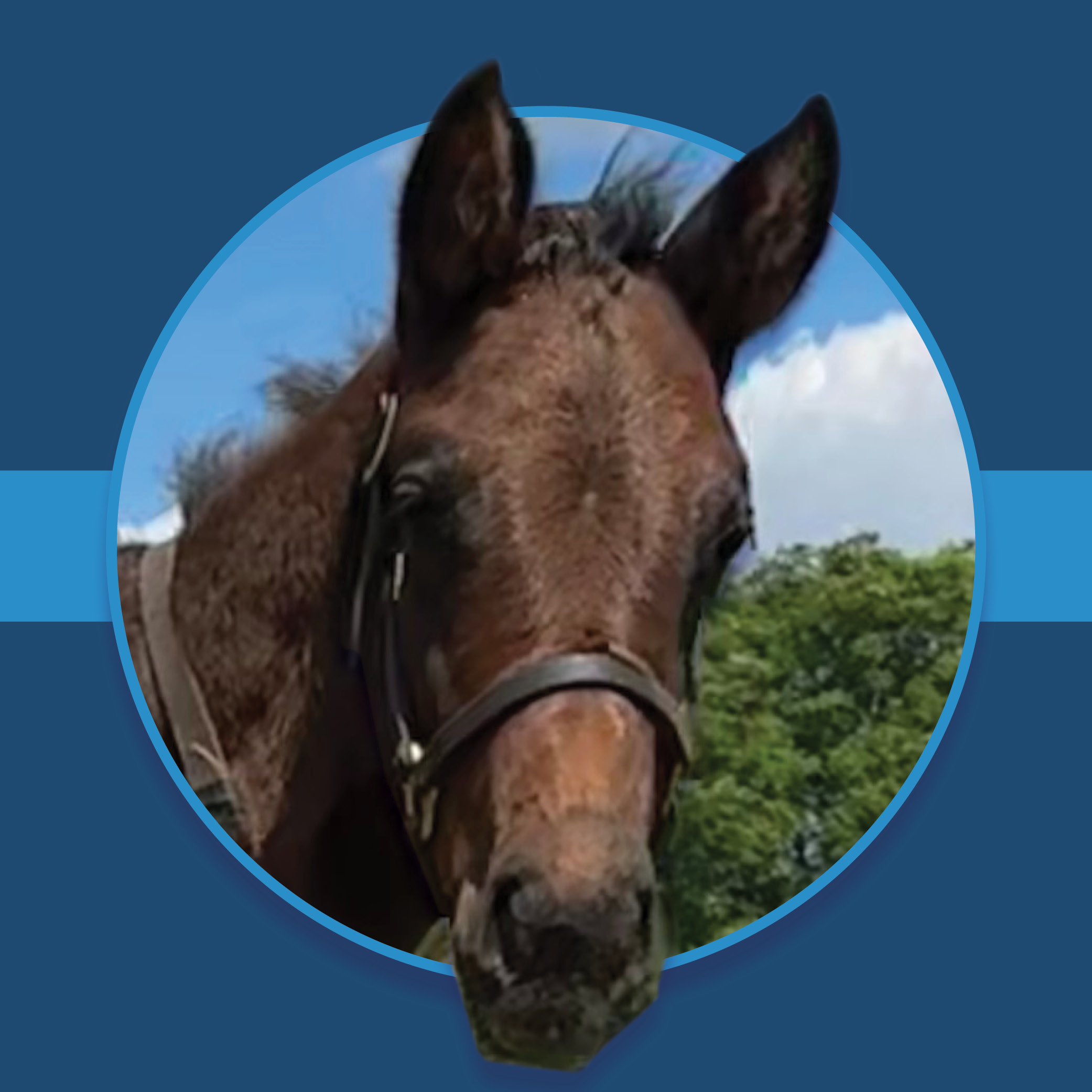 A dark blue square graphic that features a headshot of a Florida-bred colt by Win Win Win. The foal’s photo is centered on a circular frame outlined by light blue, and his nose and ears overlap the edges of the frame, creating a 3d effect that is emphasized by shadowing underneath the circular frame. A light blue bar runs behind it in the middle of the square. (Foal Photo by Liz Wilson)