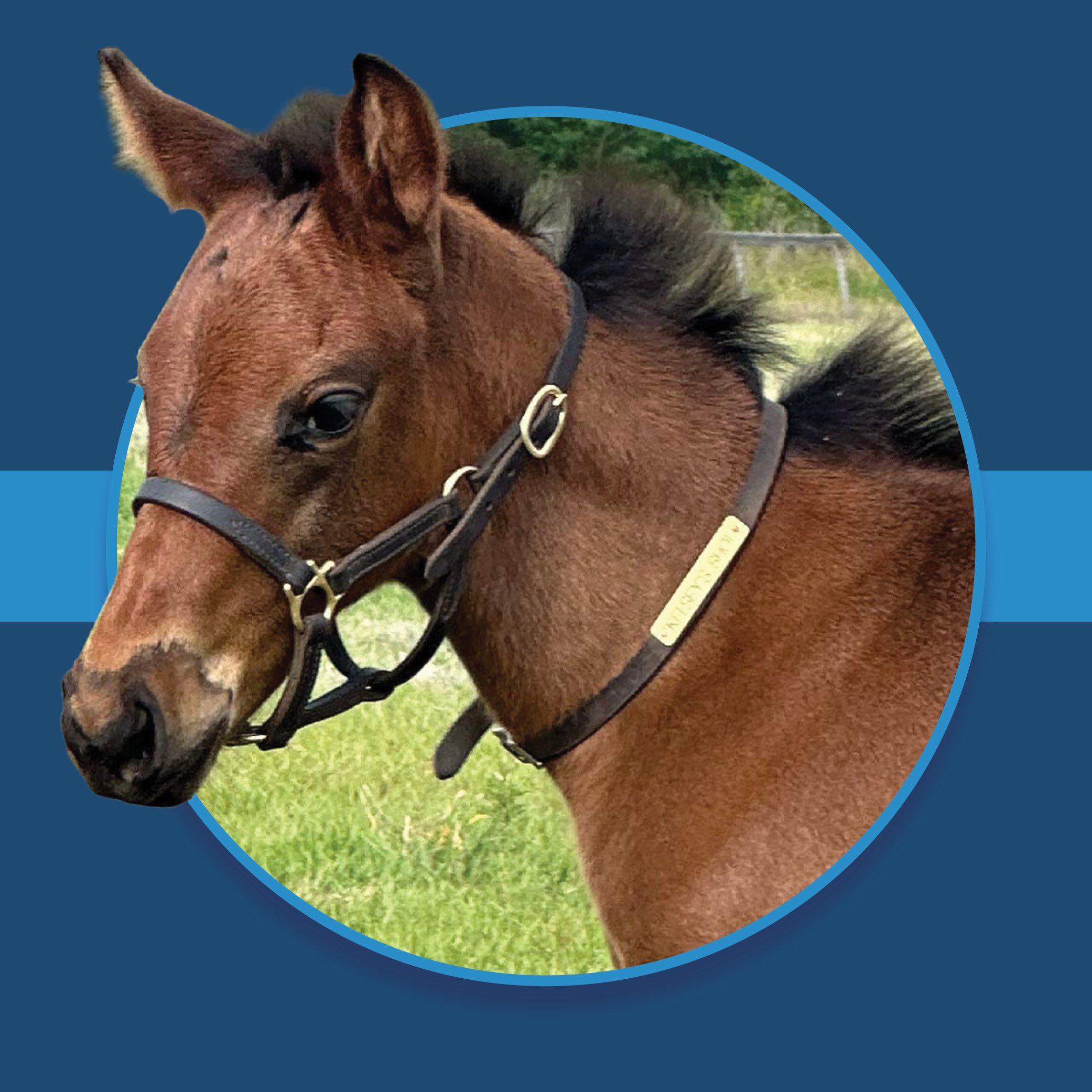 A dark blue square graphic that features a headshot of a Florida-bred filly by Mr Fisk. The foal’s photo is centered on a circular frame outlined by light blue, and her nose and ears overlap the edges of the frame, creating a 3d effect that is emphasized by shadowing underneath the circular frame. A light blue bar runs behind it in the middle of the square. (Photo courtesy Liz Wilson)