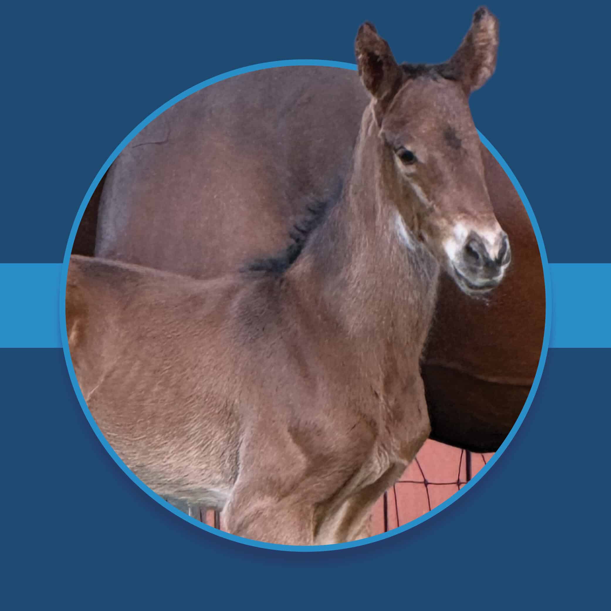 A dark blue square graphic that features a headshot of a Florida-bred foal by Verifying. The foal’s photo is centered on a circular frame outlined by light blue, and their nose and ears overlap the edges of the frame, creating a 3d effect that is emphasized by shadowing underneath the circular frame. A light blue bar runs behind it in the middle of the square. (Foal Photo courtesy Norman Dellheim)