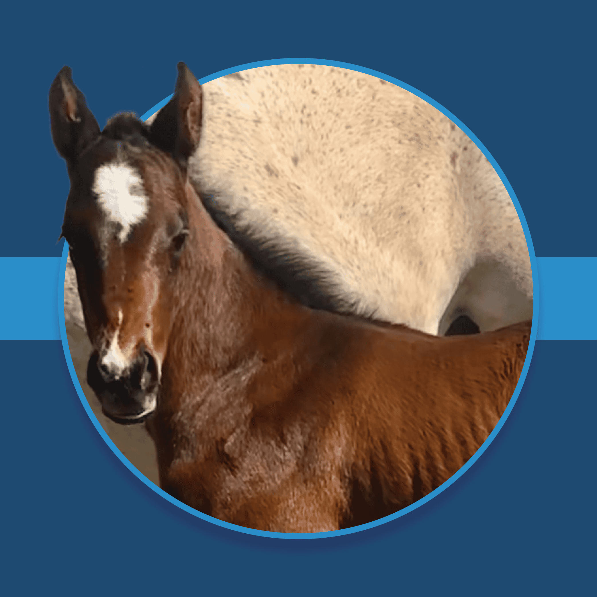 A dark blue square graphic that features a headshot of a Florida-bred filly by Valiant Minister. The foal’s photo is centered on a circular frame outlined by light blue, and her ears overlap the edges of the frame, creating a 3d effect that is emphasized by shadowing underneath the circular frame. A light blue bar runs behind it in the middle of the square.
