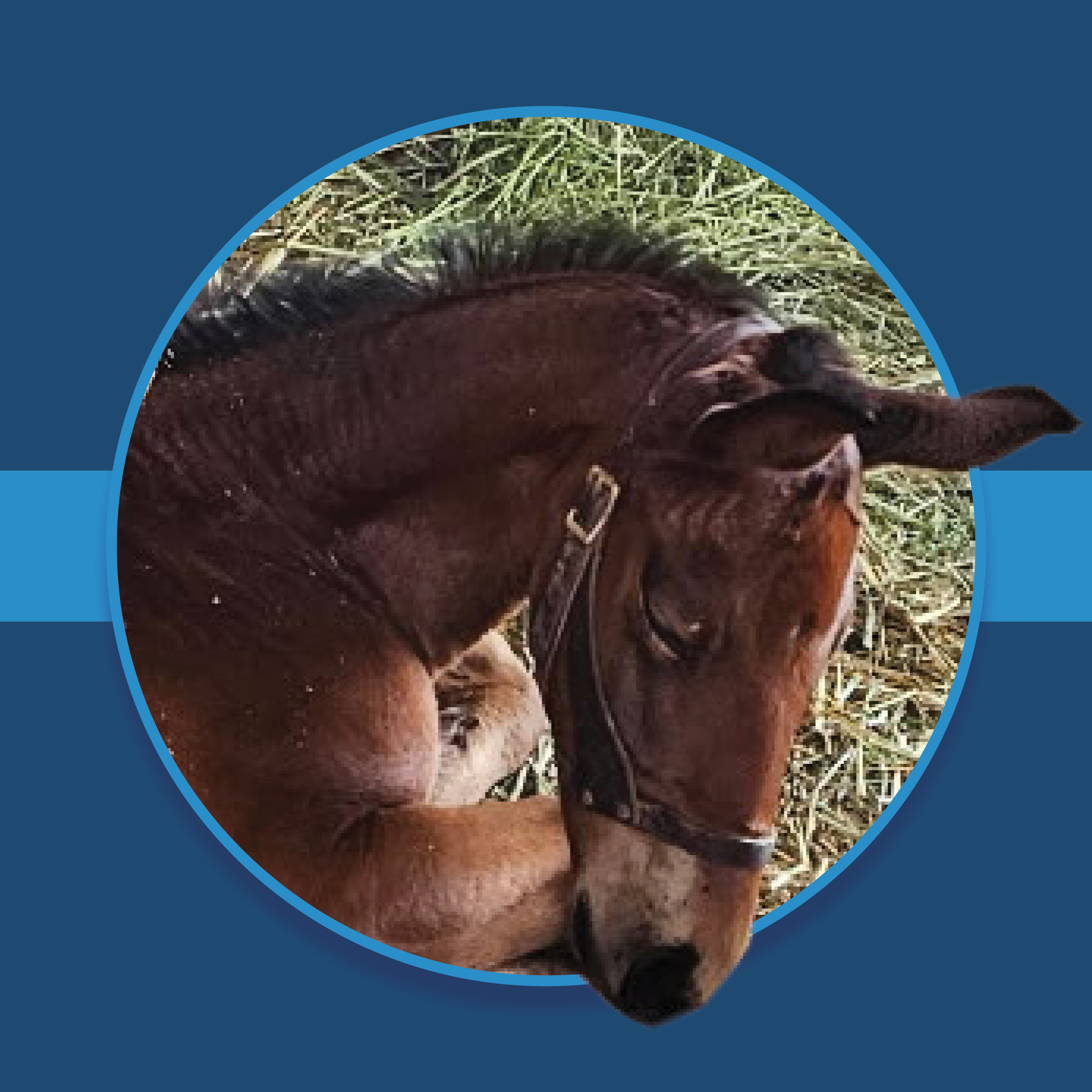 A dark blue square graphic that features a sleepy headshot of a Florida-bred colt by Adios Charlie. The foal’s photo is centered on a circular frame outlined by light blue, and his ears and muzzle overlap the edges of the frame, creating a 3d effect that is emphasized by shadowing underneath the circular frame. A light blue bar runs behind it in the middle of the square. (Photo by Michelle Landry.)