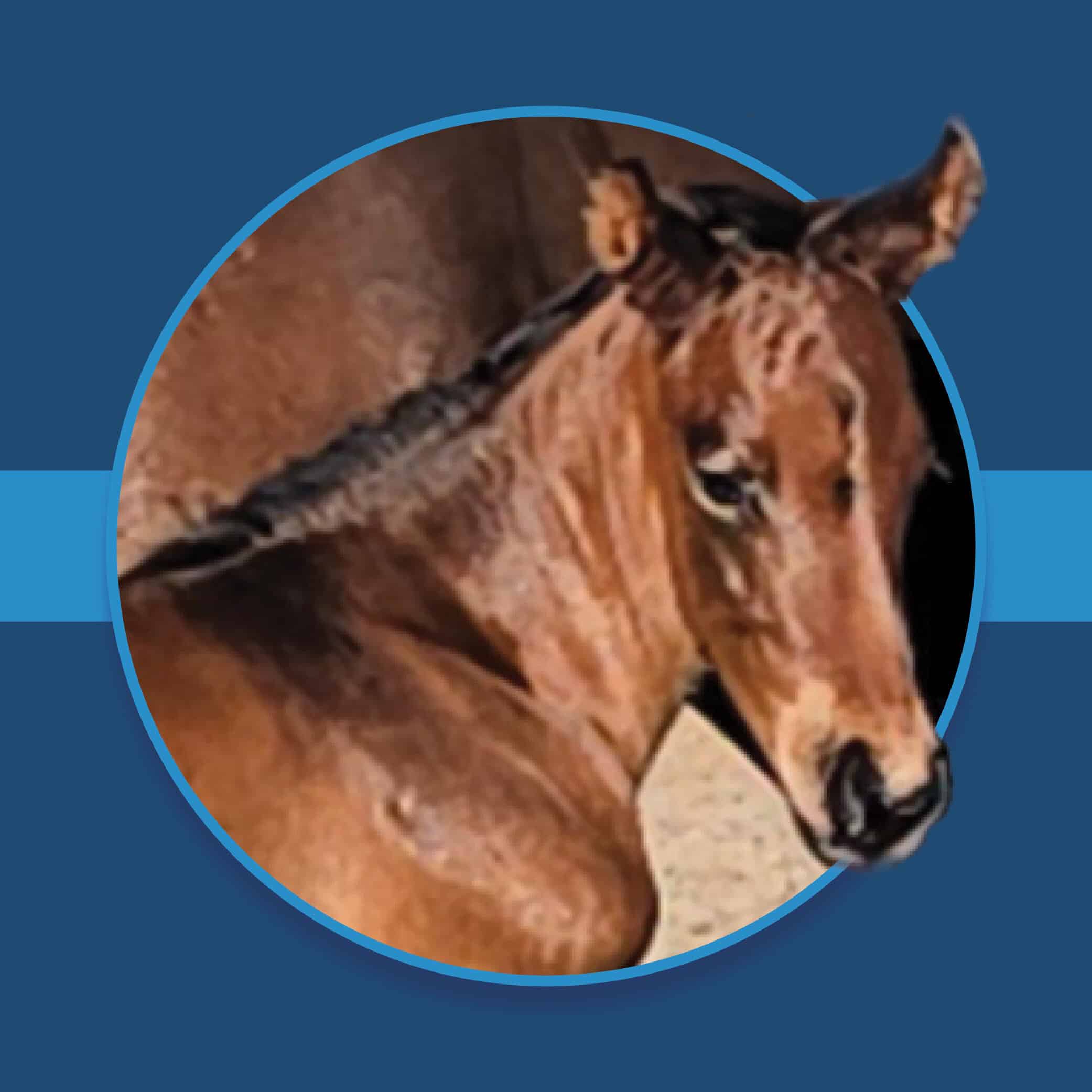 A dark blue square graphic that features a headshot of a Florida-bred colt by Roadster. The foal’s photo is based on a circular frame outlined by light blue, and his nose and left ear overlap the edge of the frame, creating a 3d effect that is emphasized by shadowing underneath the circular frame. A light blue bar runs behind it in the middle of the square. (Foal Photo by Christine Fekay)