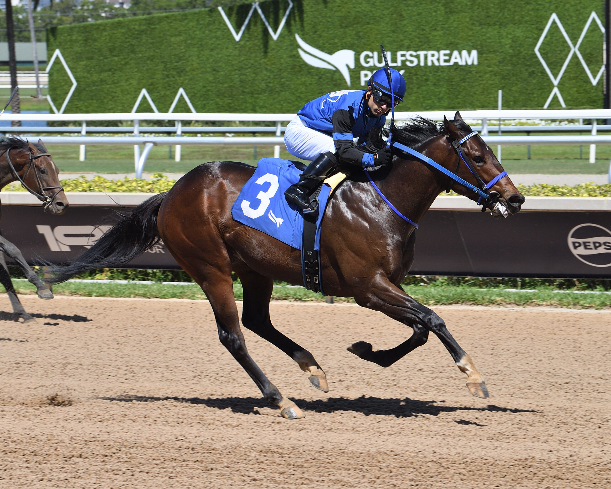 Florida-bred My Boy Star, ridden by jockey Sonny Leon, gallops to the wire, outlasting incoming competition to win the 2026 FHBPA Sophomore Sprint at Gulfstream Park. (Photo by ©Lauren King)