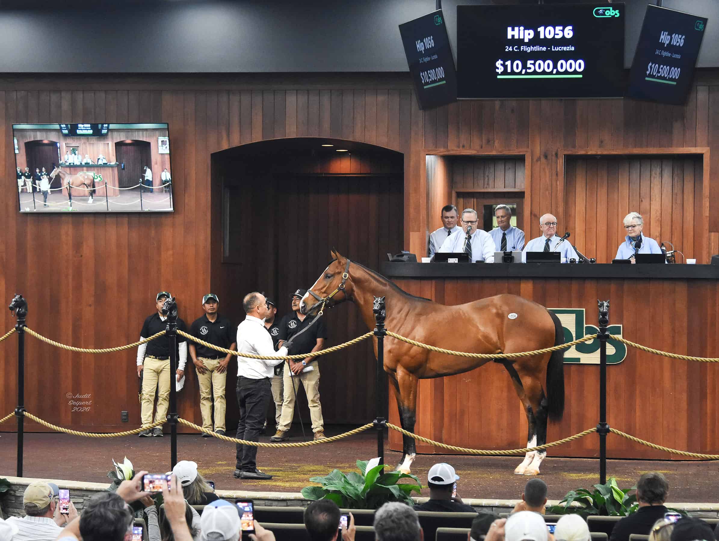 Hip 1056, a colt by Flightline, stands in the middle of the Ocala Breeders’ Sales Co wood-paneled auction. Above the colt’s head, a sign flashes his information, and record breaking final sale price, “10,500,000.” (Photo: ©Judit Seipert)
