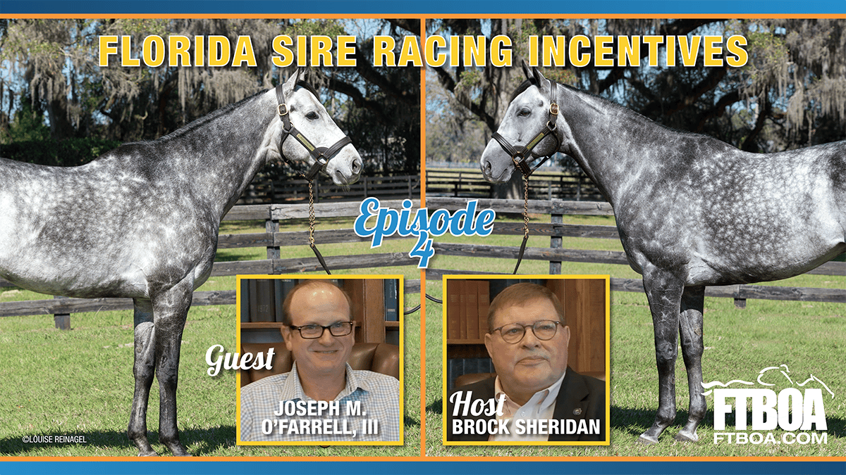 Thumbnail for episode 4 of the FTBOA Podcast. The thumbnail is framed by a dark blue to light blue gradient, edged by a bright orange line, at the top and bottom of the photo. The thumbnail features photos of two grey Thoroughbred stallions that live at Ocala Stud of Ocala, Florida. The left stallion is Roadster, and the right stallion is Colonel Liam. Both photos are by ©Louise Reinagel. Text titling the graphic is centered at the top of the page in bright yellow reading, “Florida Sire Racing Incentives,” with blue subscript reading, “Episode 4.” Two photo squares are centered beneath the text, outlined in yellow, featuring (on the left) guest Joseph M. O’Farrell, III and host Brock Sheridan (on the right).