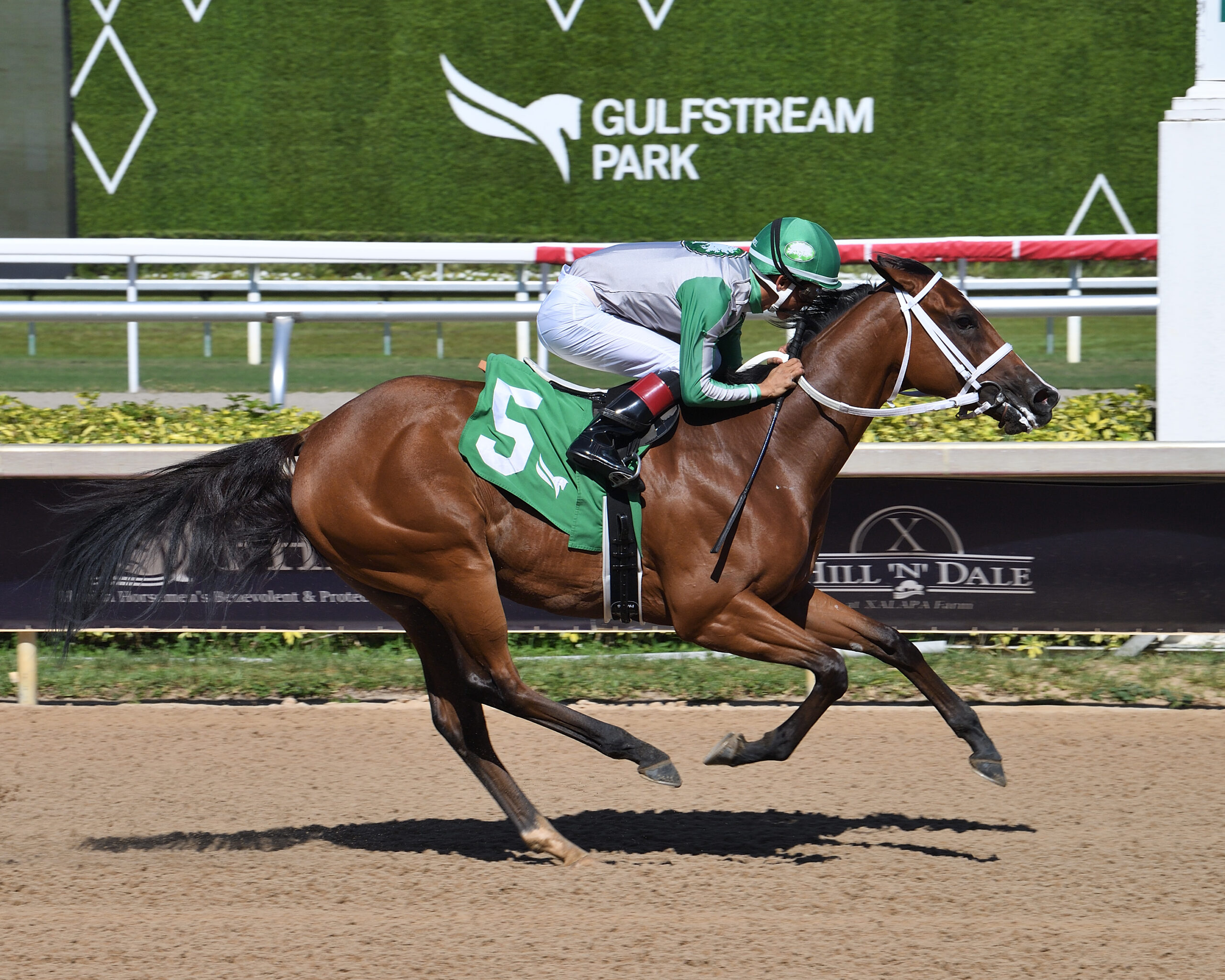 Florida-bred Thoroughbred Mythical, with jockey Edgard Zayas in the irons, powers home to the wire, winning the 2026 FHBPA Sophomore Fillies Sprint Stakes at Gulfstream Park. (Photo: ©Lauren King)