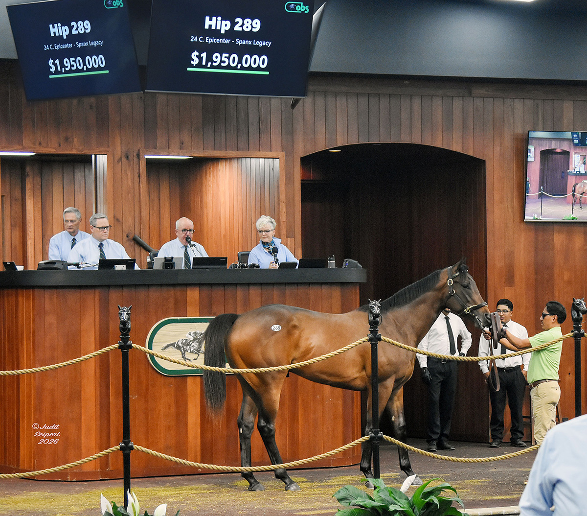 A Thoroughbred colt by Epicenter, marked as hip 289, stands in the middle of the Ocala Breeders' Sales Co wood-paneled auction. The colt stands watching the crowd, and above them a screen reads, “Hip 289, 24 C. Epicenter - Spanx Legacy, $1,950,000.” (Photo: ©Judit Seipert)