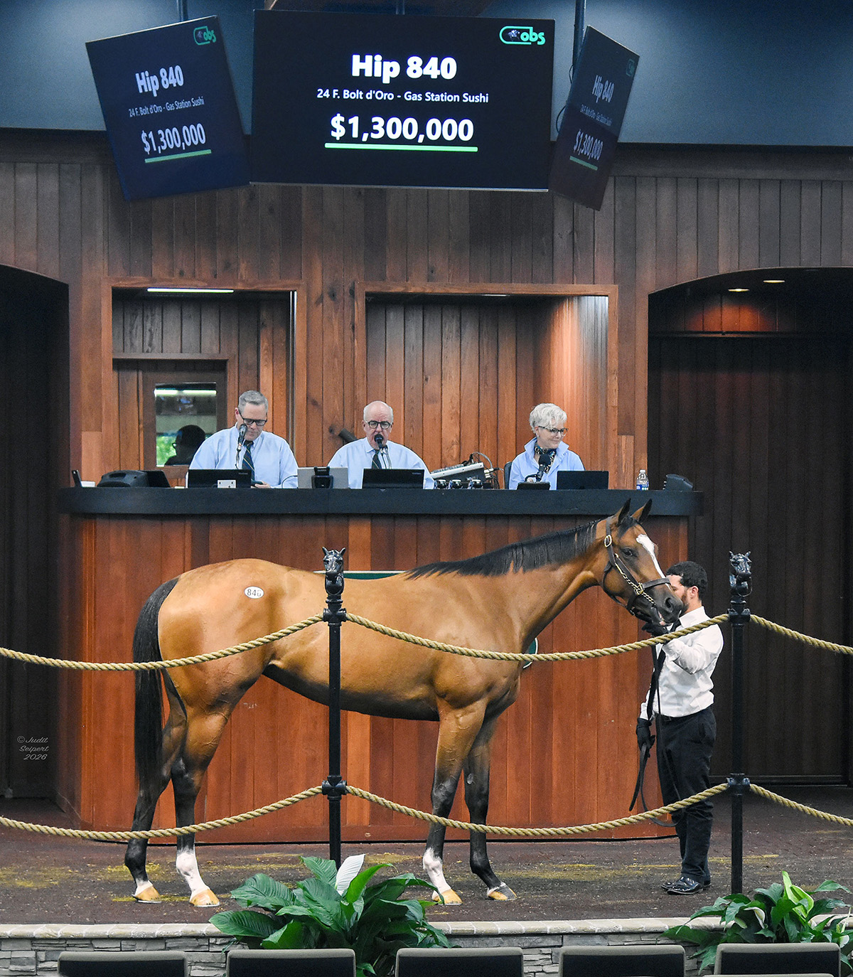 Hip 840, a filly by Bolt d’Oro, stands in the middle of the Ocala Breeders’ Sales Co wood-paneled auction. She turns to look at the crowd, and above the filly’s head, a sign flashes her information and sale price, “$1,300,000.” (Photo: ©Judit Seipert)