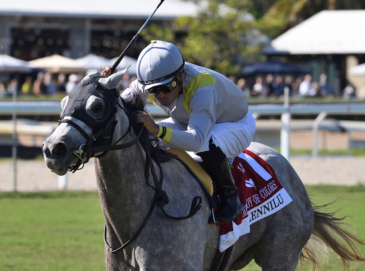 Closely cropped photo of Florida-bred Thoroughbred Lennilu and jockey Luis Saez galloping to the wire at Gulfstream Park. Lennilu overpowered her competition to win the 2026 $120,000 Leinster Melody of Colors. (Photo: ©Ryan Thompson)