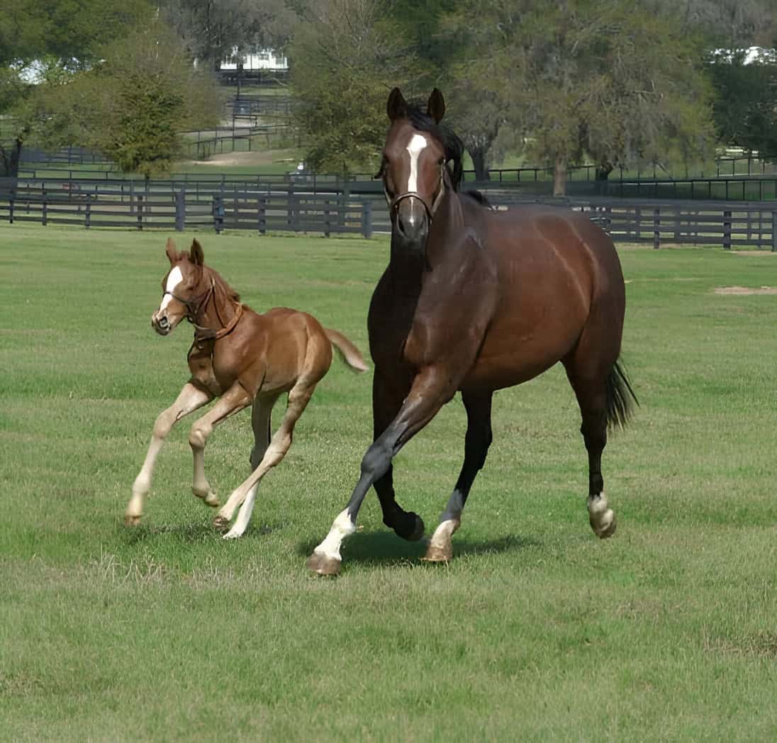 Mare and foal running in pasture