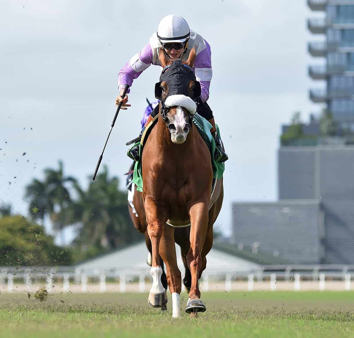 Florida-bred Thoroughbred and jockey Pietro Moran speed towards the camera, outlasting their competition to win the 2026 Golden Beach Overnight Handicap at Gulfstream Park. (Photo: ©Ryan Thompson)