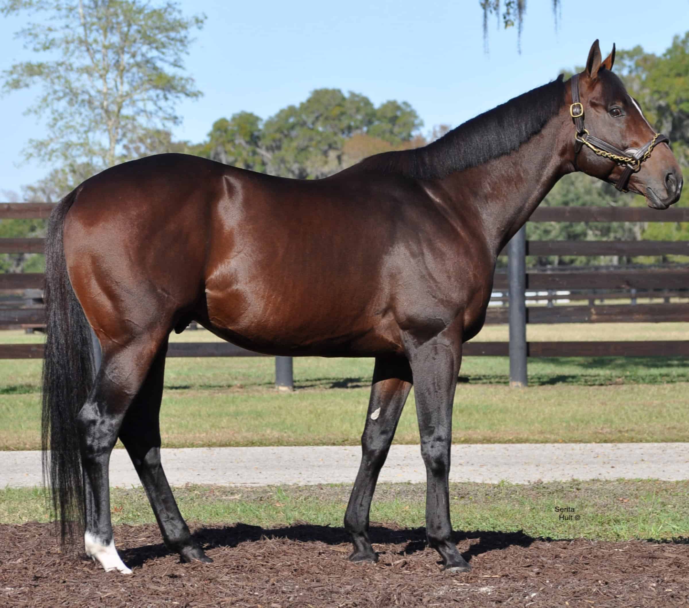 Thoroughbred stallion Social Inclusion stands with pricked ears, turning slightly to look towards the camera. He stands under the shade of a Florida oak tree, and pastures stretch out into the background behind him. (Photo: ©Serita Hult)