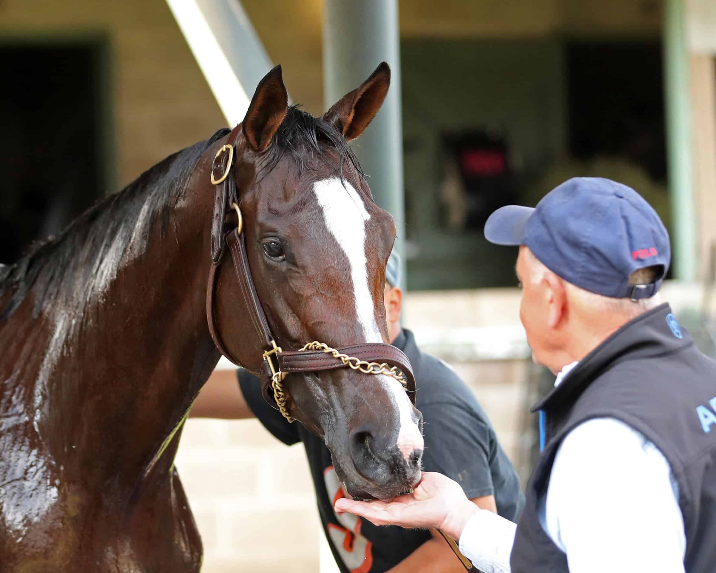 Florida-bred Thoroughbred Taken by the Wind leans forward leans forward to rest her muzzle in the outstretched hand of the person in front of her. Her ears are flicked forward, and she’s covered in water from the bath she’s currently being given. (Photo: ©Renee Torbit/Coady Media)