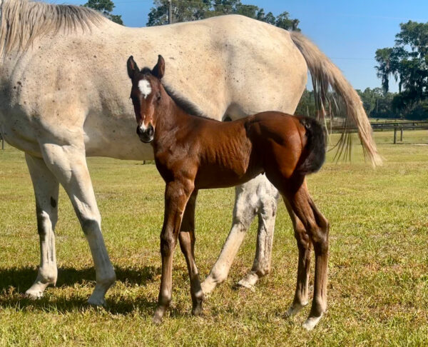 A bay Florida-bred filly turns to look at the camera as she stands next to her dam, Fleche d’Amour. Fleche d’Amour, a grey, stands unbothered, while the filly swishes her little tail, curiously watching the camera person out of frame.