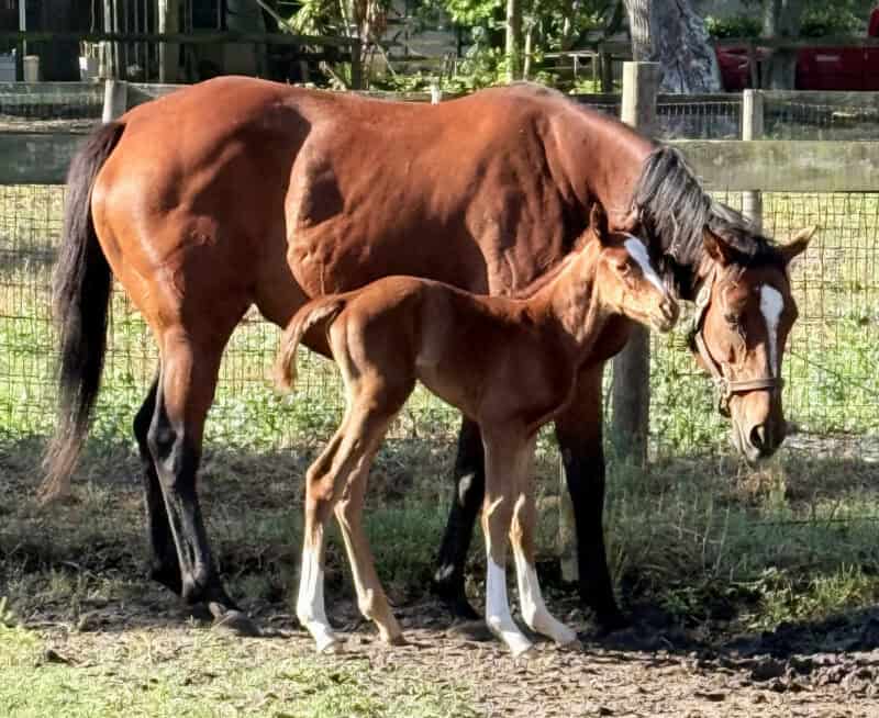 A young Florida-bred Thoroughbred foal stands close to his dam, who lowers her head next to the foal’s. The pair stand sleepily together in their paddock. (Photo courtesy: Norman Dellheim)