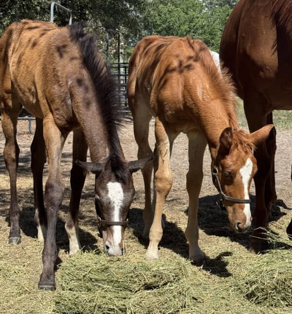 Two Florida-bred foals by Verifying graze together on some hay, standing relaxed with their dams (out of frame). (Photo: ©Norman Dellheim) 