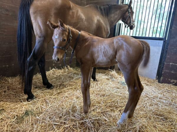 A chestnut Florida-bred Thoroughbred foal stands in the middle of his stall, turning to look curiously at the photographer, fluffy ears pricked. His dam, Lynx, the 2022 Florida-bred Champion 2-Year-Old Filly, stands behind him, looking out the window of their shared stall. (Photo by Ashley Godwin)