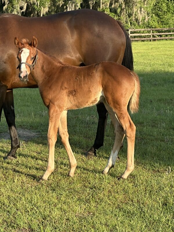 A Florida-bred Thoroughbred foal stands next to her dam, Grand Oak (Ire), turning to look curiously towards the camera. (Photo: ©Liz Wilson)
