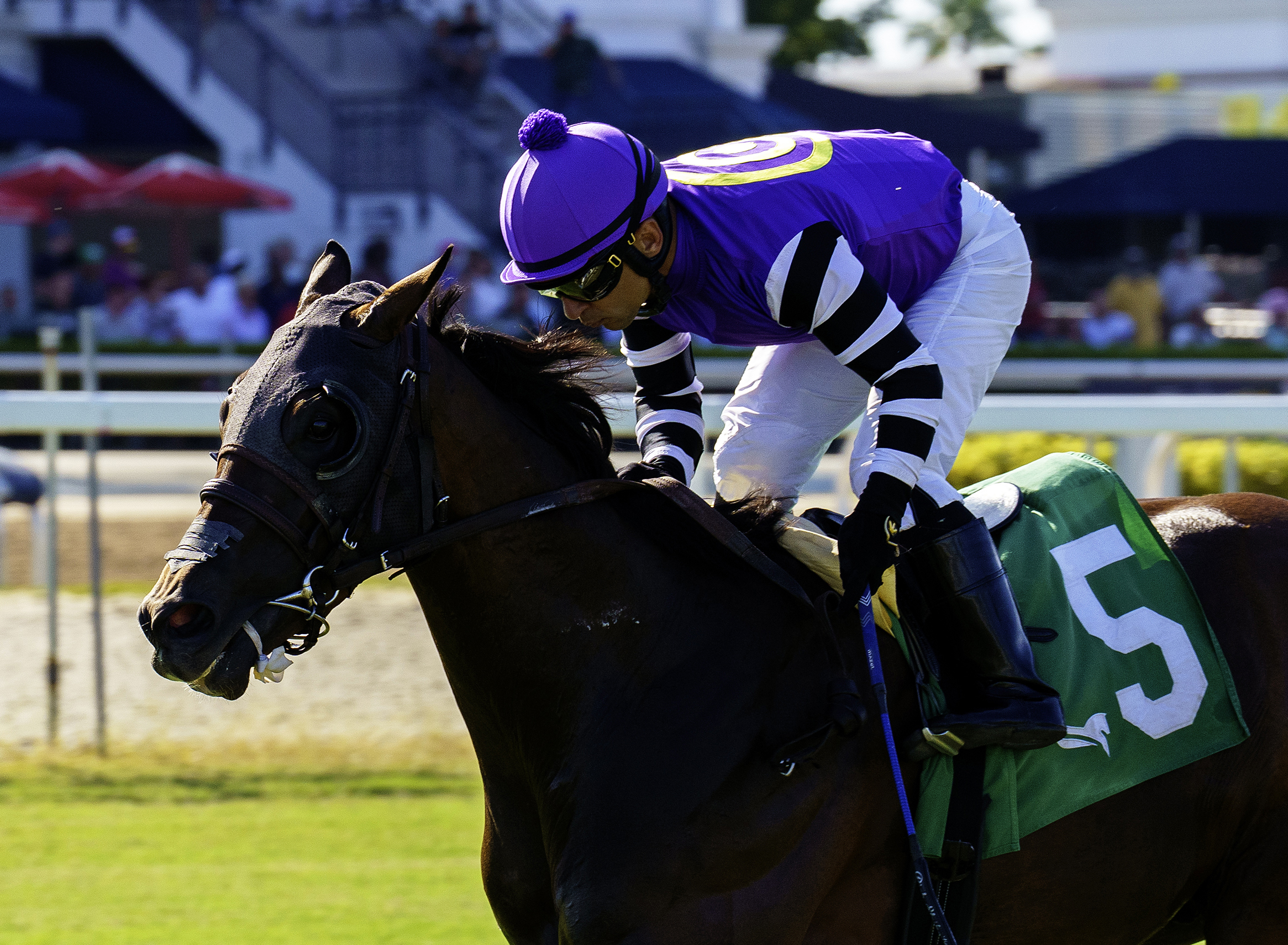 Closely cropped photo of Florida-bred Bolero Bay and jockey Sony Leon galloping to the wire at Gulfstream Park, winning the 2026 English Channel Stakes. (Photo: ©G Sonny Hughes)