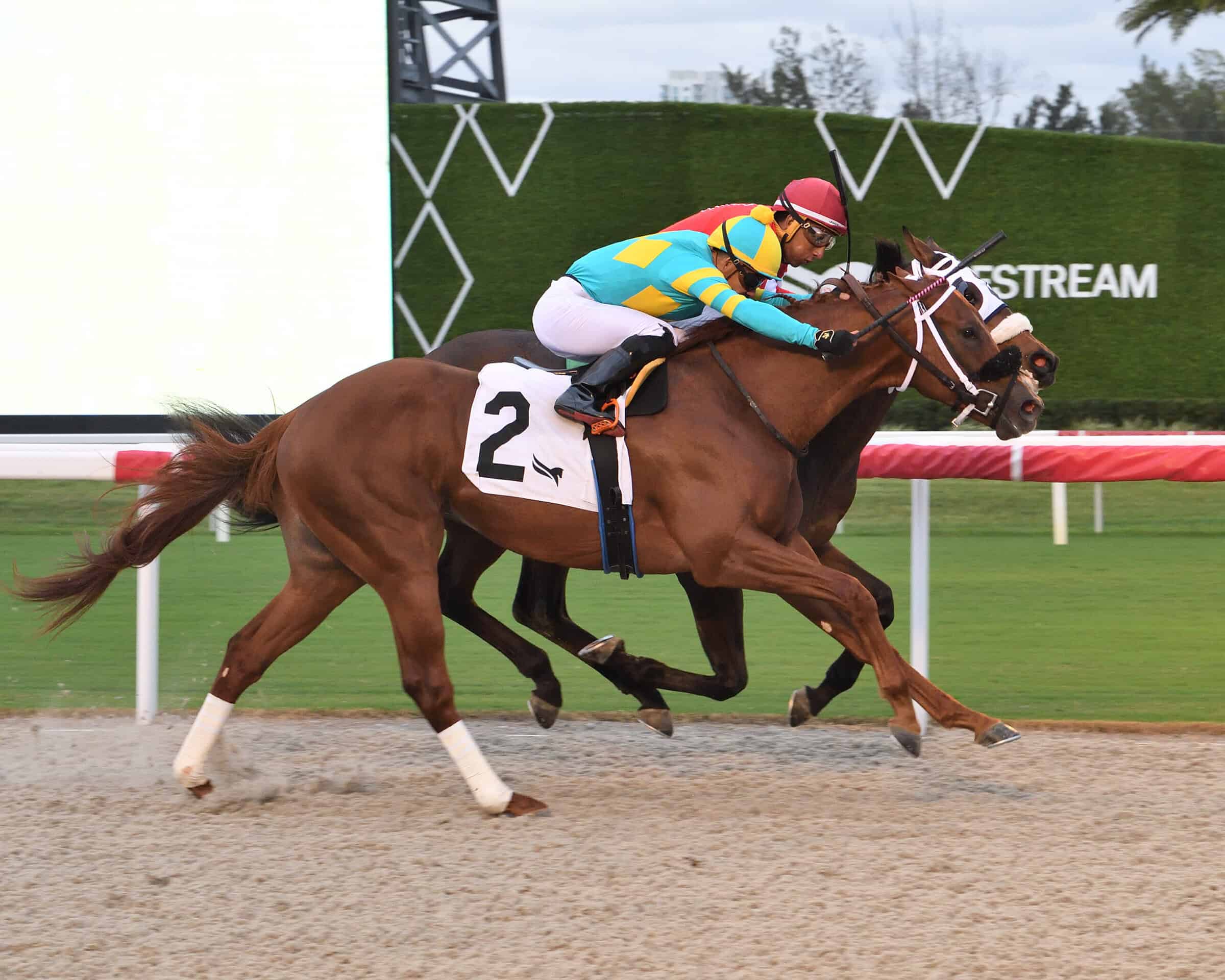 Florida-bred Bronze Bullet and jockey Emisael Jaramillo gallop neck-and-neck with competitor Glorious Boy galloping on the inside rail, ridden by jockey Rajiv Maragh, to cross the wire in a dead heat during the 2025 Pulpit at Gulfstream Park. Bronze Bullet was disqualified for interference and placed second. (Photo: ©Lauren King)